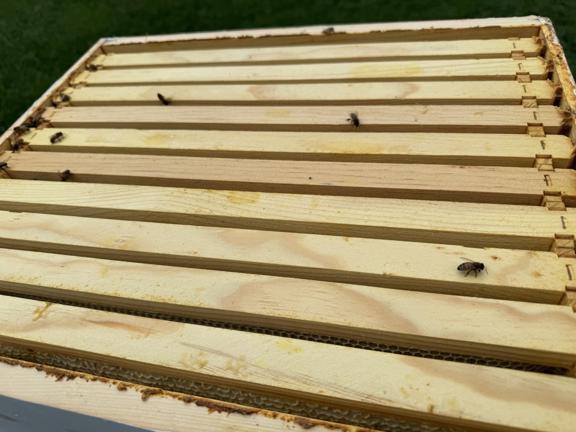 This is the opened Swarm hive.