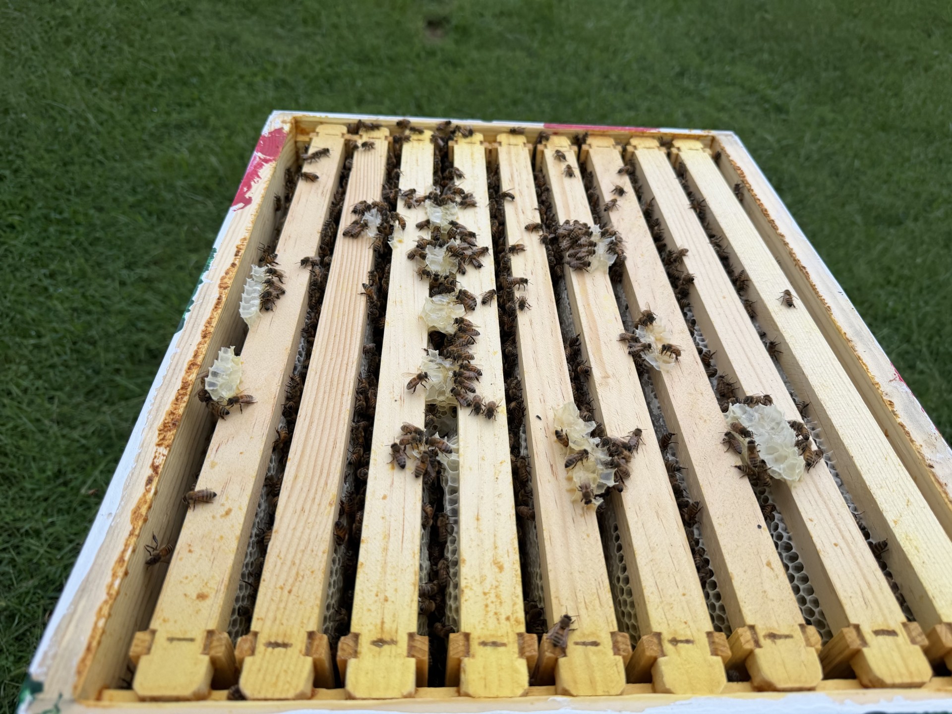 This is the opened Pops hive.